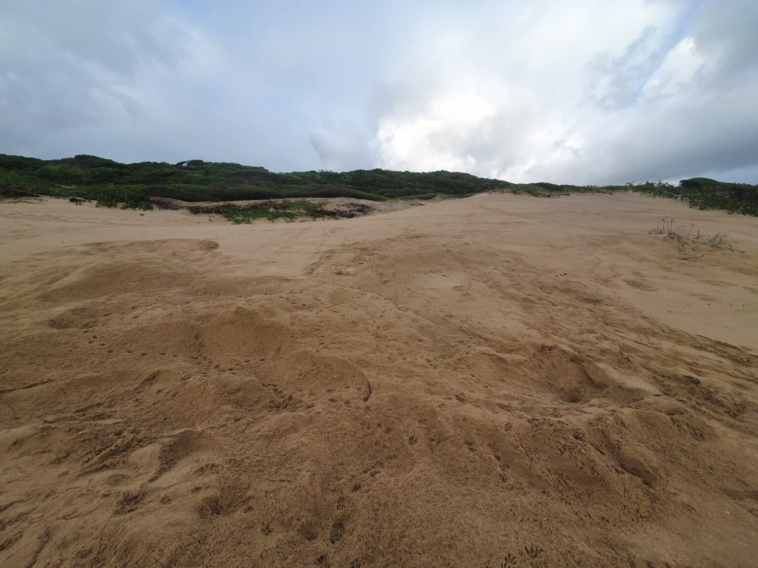 Turtle tracks on the beach
